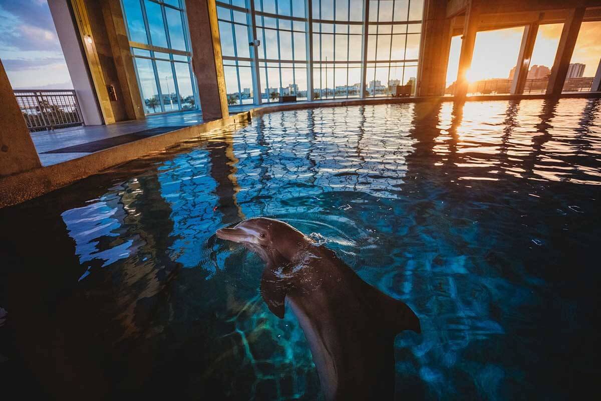 dolphin at sunset
