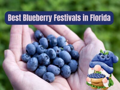 Discover the Best Blueberry Festivals in Florida (2024)