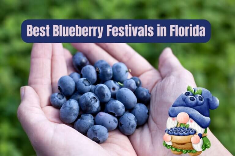 Discover the Best Blueberry Festivals in Florida (2024) • Authentic Florida