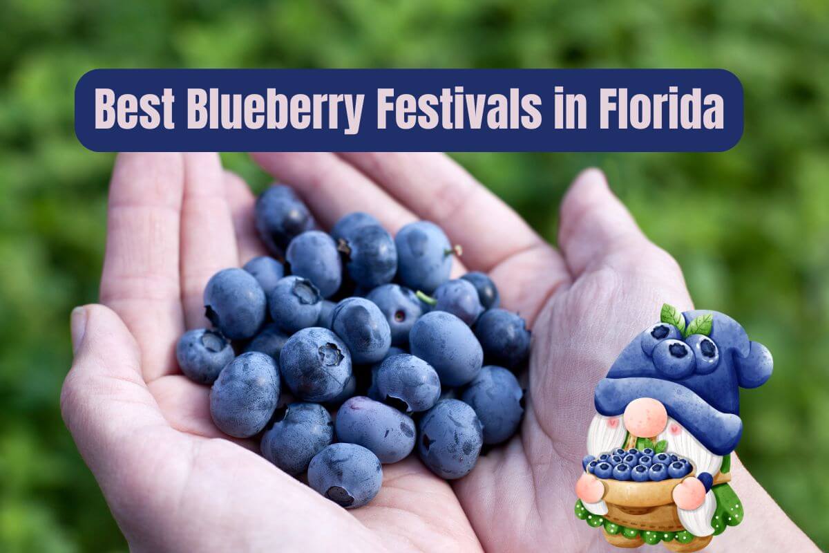 Best Blueberry Festivals in Florida