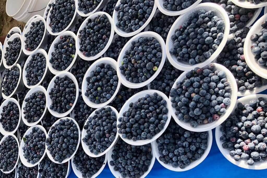 Blueberries in bowls