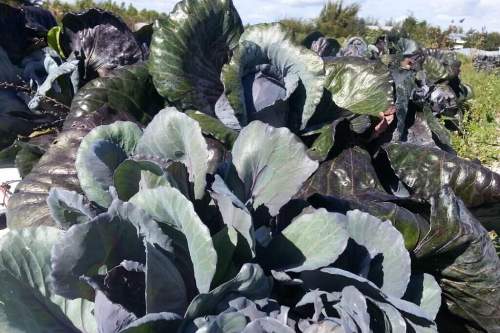 Cabbage from Punta Gorda Florida