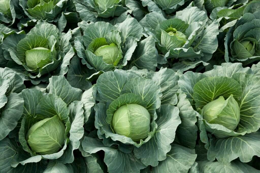 Cabbage heads grown in Florida