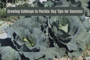 Growing Cabbage in Florida: Key Tips for Success
