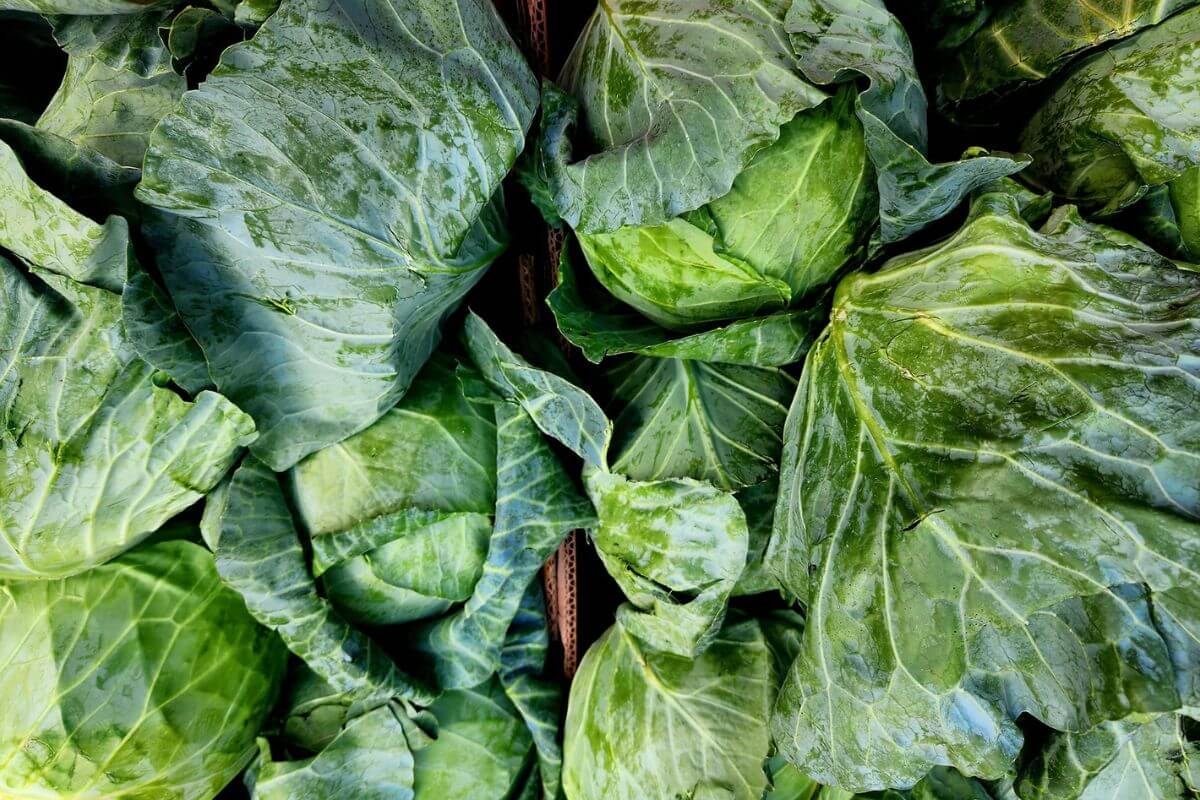 Harvesting Florida Cabbage