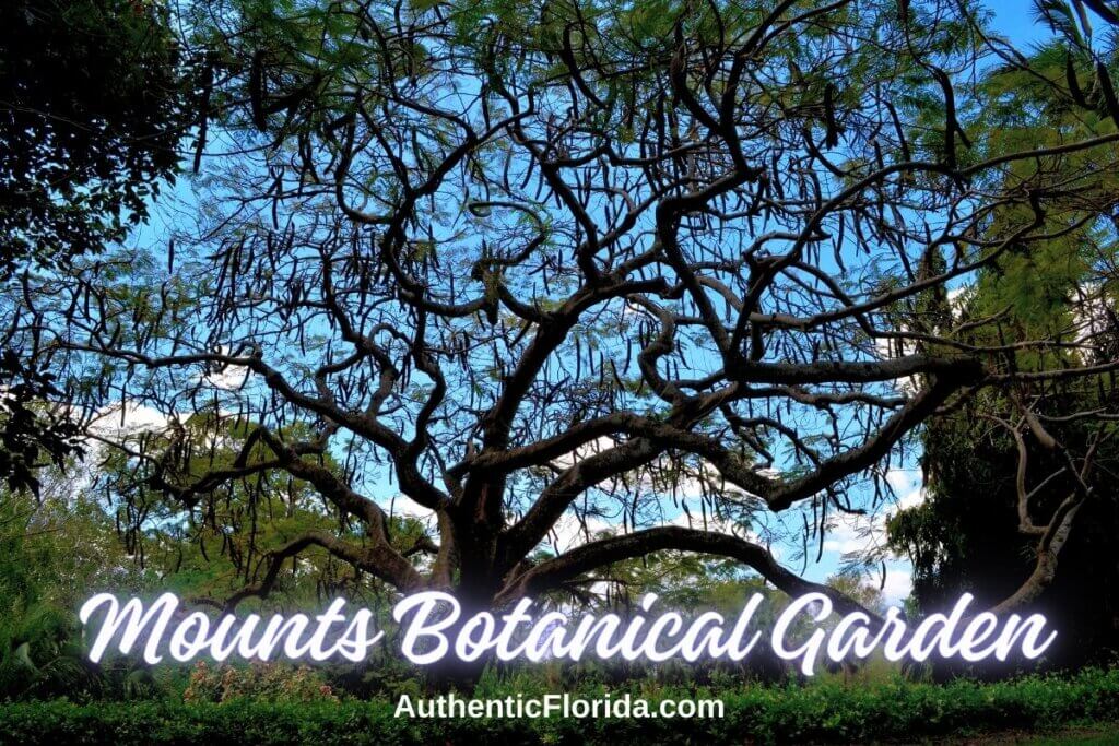 Mounts Botanical Garden tree in West Palm Beach