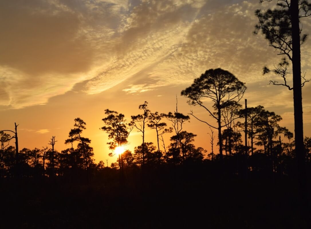 sunset in forest