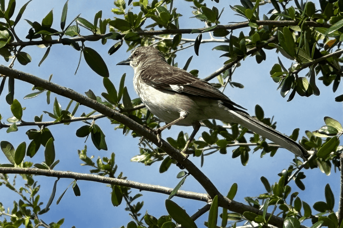 Backyard Birds in Florida