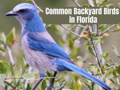 A Guide to Common Backyard Birds in Florida