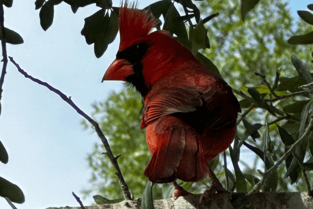 Florida Red Bird in backyard