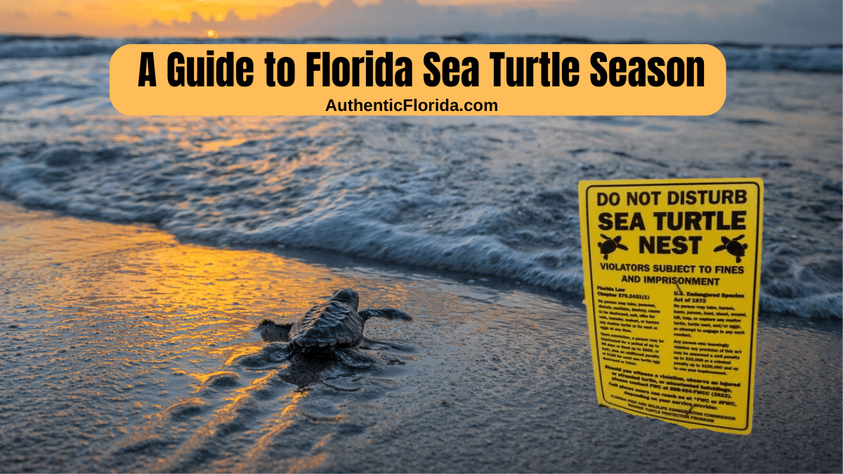 A Guide to the 2026 Florida Sea Turtle Season • Authentic Florida