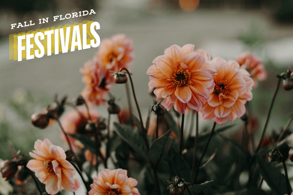 Best Fall Events in Florida – 2026 Edition