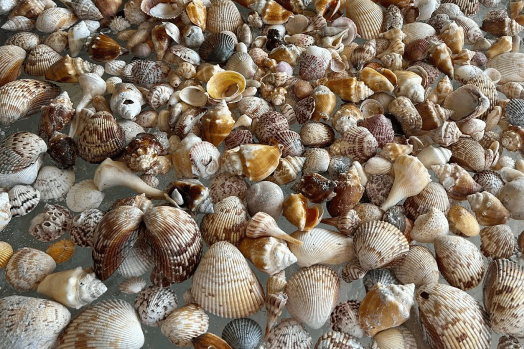 Shells from Sanibel in 2025