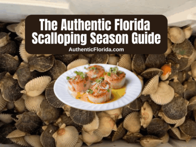 The 2026 Florida Scalloping Season Guide